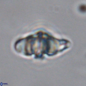 Discoaster hughesii VR 20089