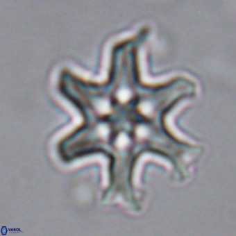 Discoaster hughesii VR 20094