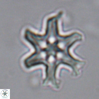 Discoaster hughesii VR 20094