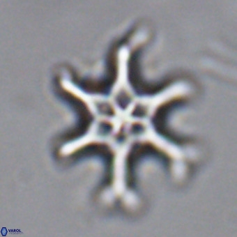 Discoaster hughesii VR 20095