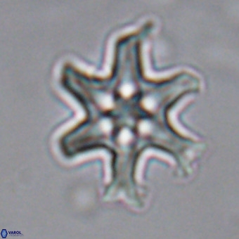 Discoaster hughesii VR 20097