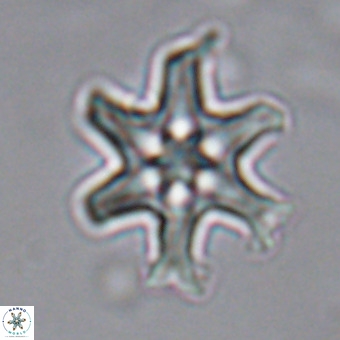 Discoaster hughesii VR 20097