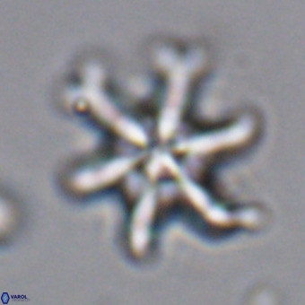 Discoaster hughesii VR 20098