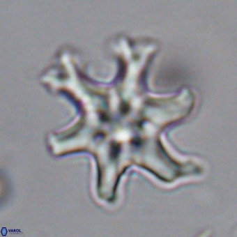 Discoaster hughesii VR 20099