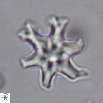 Discoaster hughesii VR 20099