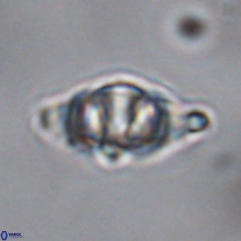 Discoaster hughesii VR 20090