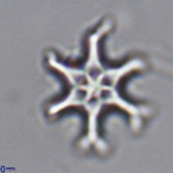 Discoaster hughesii VR 20092