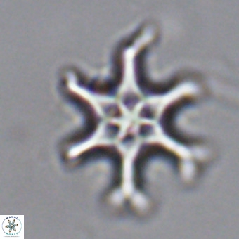 Discoaster hughesii VR 20092