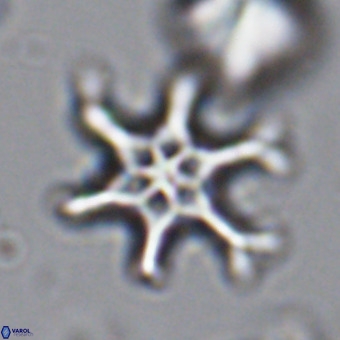 Discoaster hughesii VR 20104