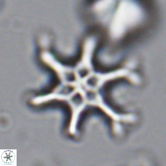 Discoaster hughesii VR 20104