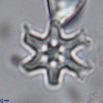 Discoaster hughesii VR 20106