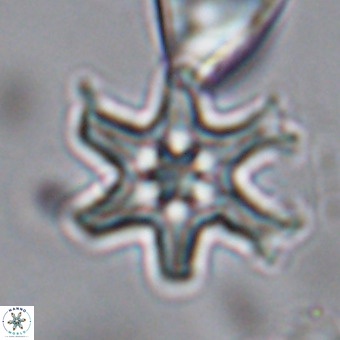 Discoaster hughesii VR 20106