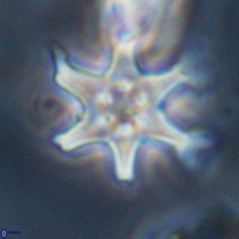 Discoaster hughesii VR 20107