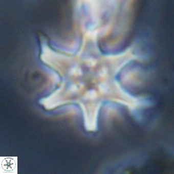 Discoaster hughesii VR 20107