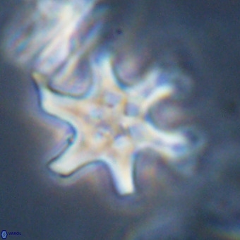 Discoaster hughesii VR 20108