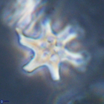 Discoaster hughesii VR 20109