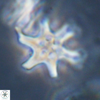 Discoaster hughesii VR 20109
