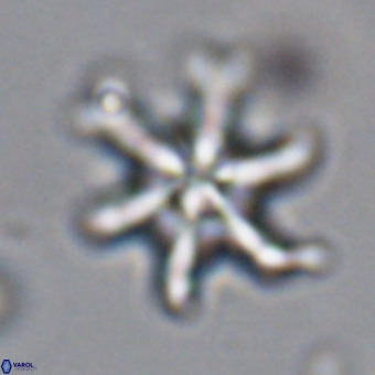 Discoaster hughesii VR 20100