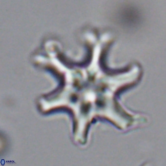 Discoaster hughesii VR 20101