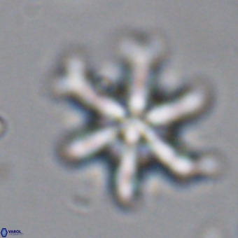 Discoaster hughesii VR 20102