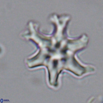 Discoaster hughesii VR 20103