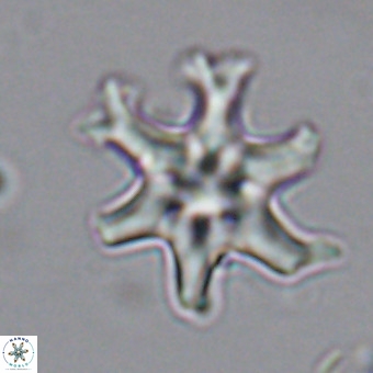 Discoaster hughesii VR 20103