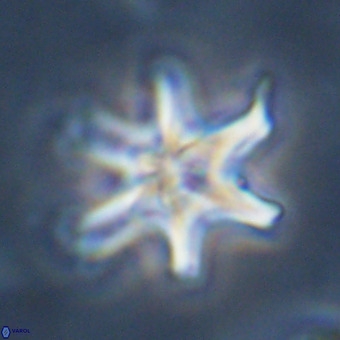 Discoaster hughesii VR 20116