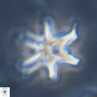 Discoaster hughesii VR 20116