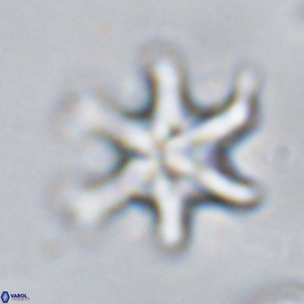 Discoaster hughesii VR 20117