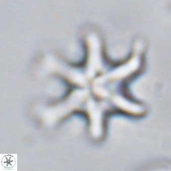 Discoaster hughesii VR 20117