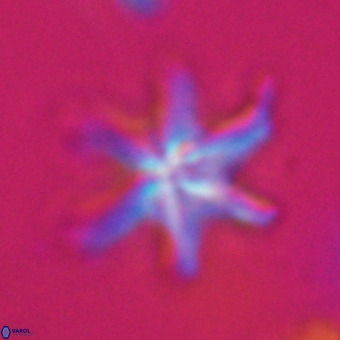 Discoaster hughesii VR 20119