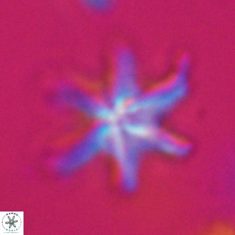Discoaster hughesii VR 20119