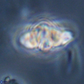 Discoaster hughesii VR 20111