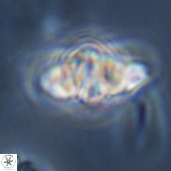 Discoaster hughesii VR 20111