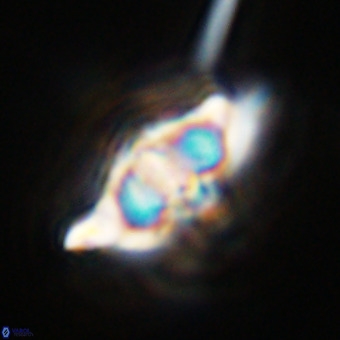 Discoaster hughesii VR 20124