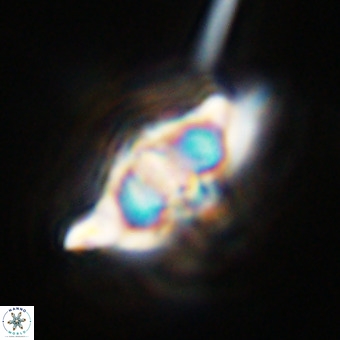 Discoaster hughesii VR 20124