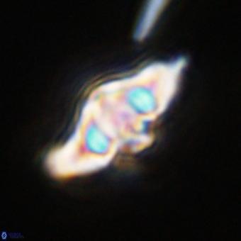 Discoaster hughesii VR 20125