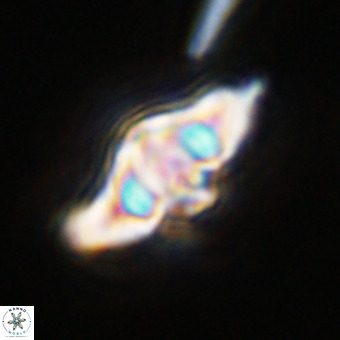 Discoaster hughesii VR 20125