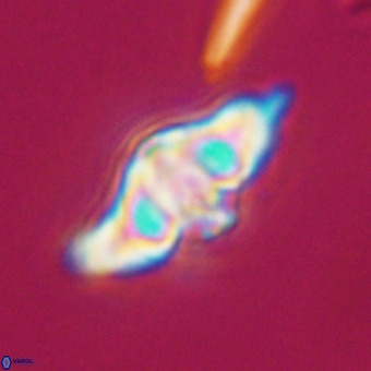 Discoaster hughesii VR 20126