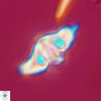 Discoaster hughesii VR 20126