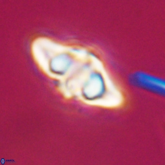 Discoaster hughesii VR 20127