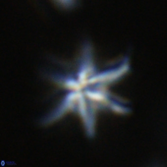 Discoaster hughesii VR 20120