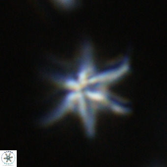 Discoaster hughesii VR 20120
