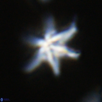 Discoaster hughesii VR 20121