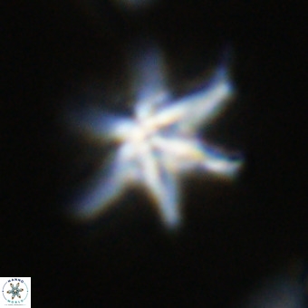 Discoaster hughesii VR 20121