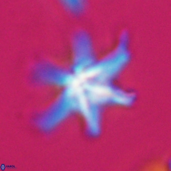 Discoaster hughesii VR 20122