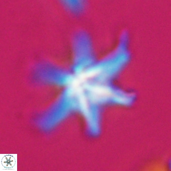 Discoaster hughesii VR 20122