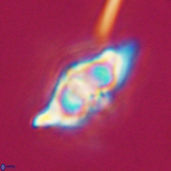 Discoaster hughesii VR 20123