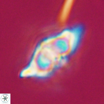 Discoaster hughesii VR 20123
