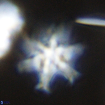 Discoaster hughesii VR 20136